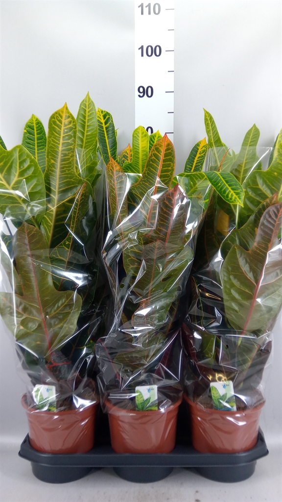 Codiaeum Big Leaf Excellent 19Ø 55cm