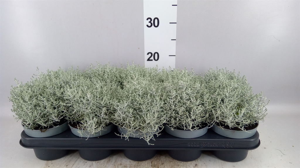 Leucophyta Brownii 12Ø 20cm