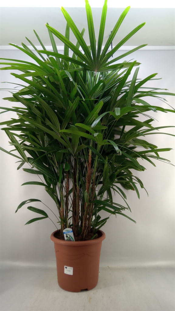 Rhapis Excelsa 32Ø 140cm