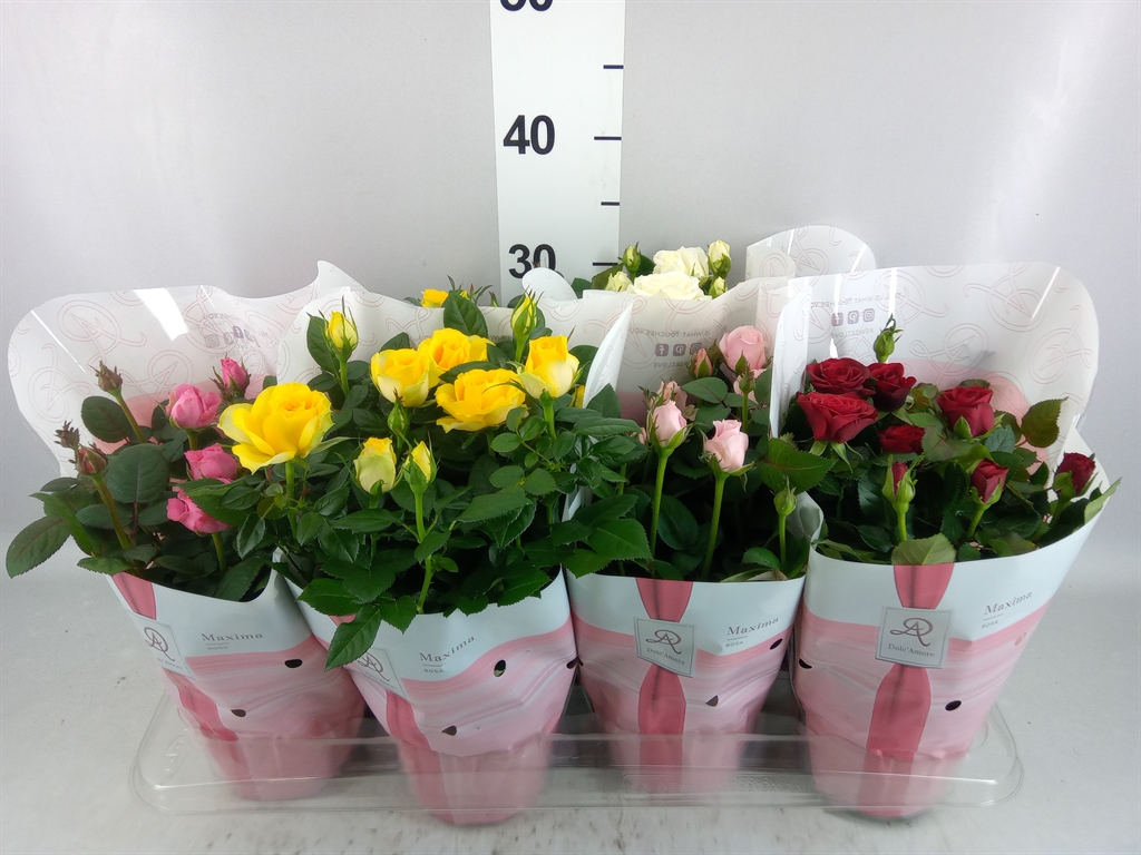 Rosa Amorosa Mixed 14Ø 32cm