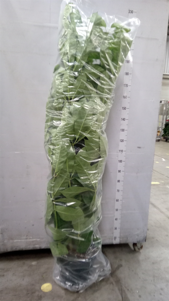Schef Ov Amate 38Ø 180cm