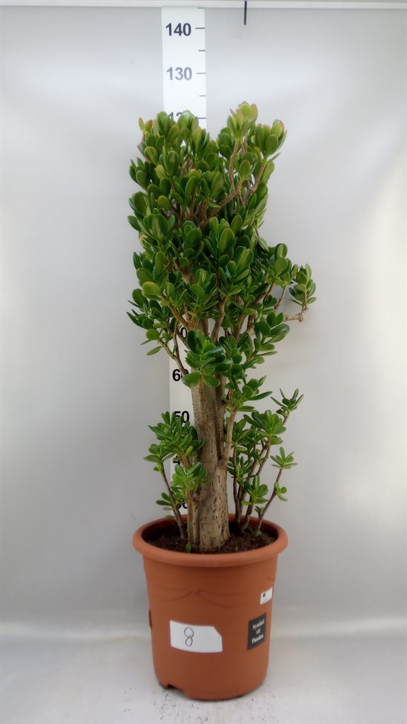 Crassula Ovata 32Ø 95cm