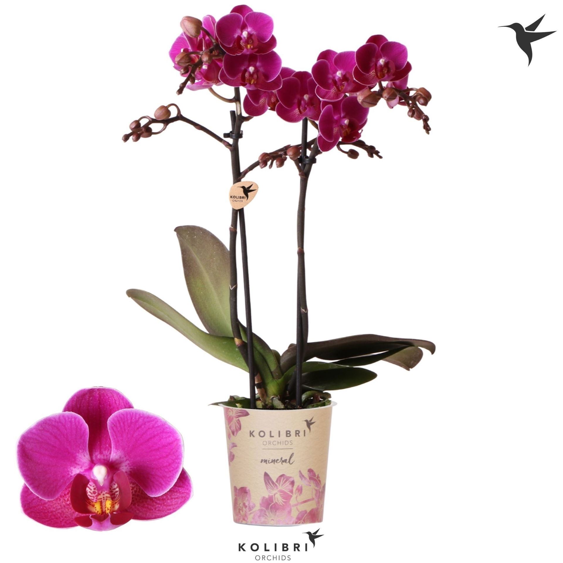 Phalaenopsis Multiflora Merida 9Ø 40cm 2st