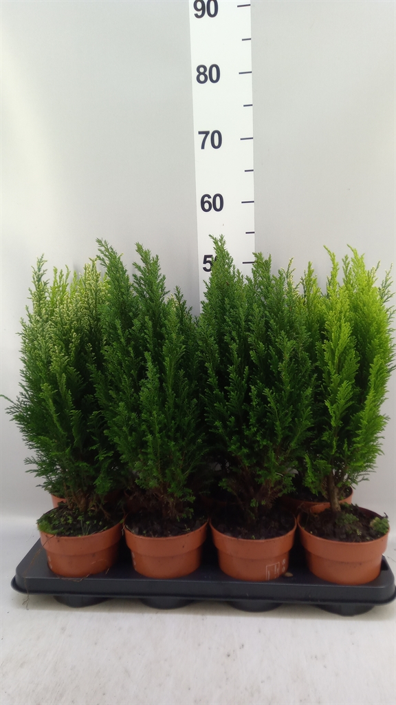 Conifers Mix 13Ø 50cm