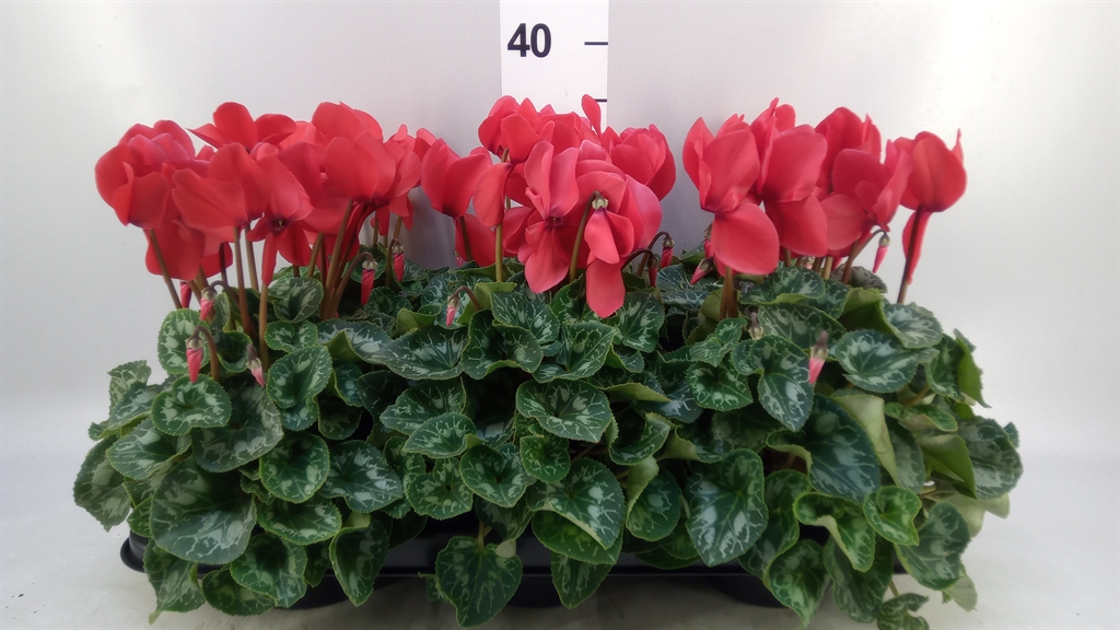 Cyclamen Halios 13Ø 30cm
