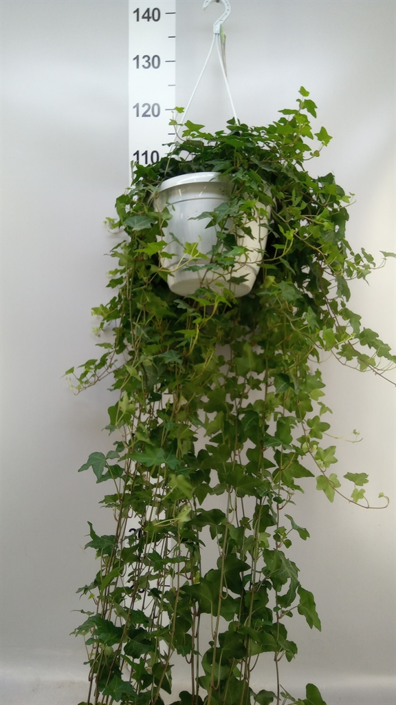 Hedera Helix Pittsburgh 24Ø 110cm