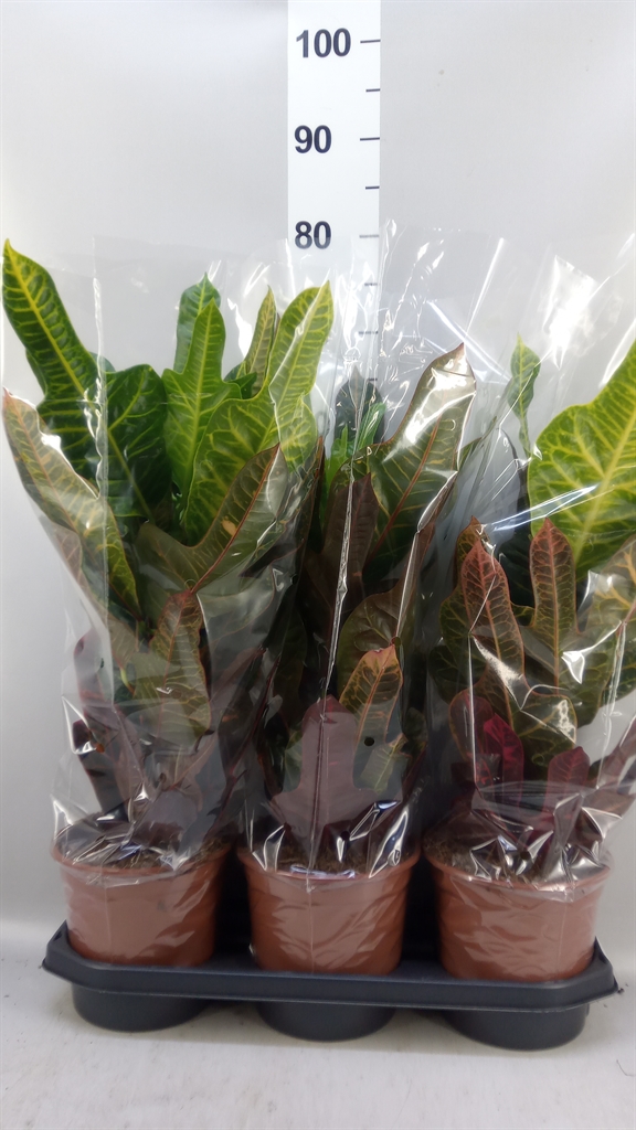 Codiaeum Big Leaf Excellent 19Ø 55cm