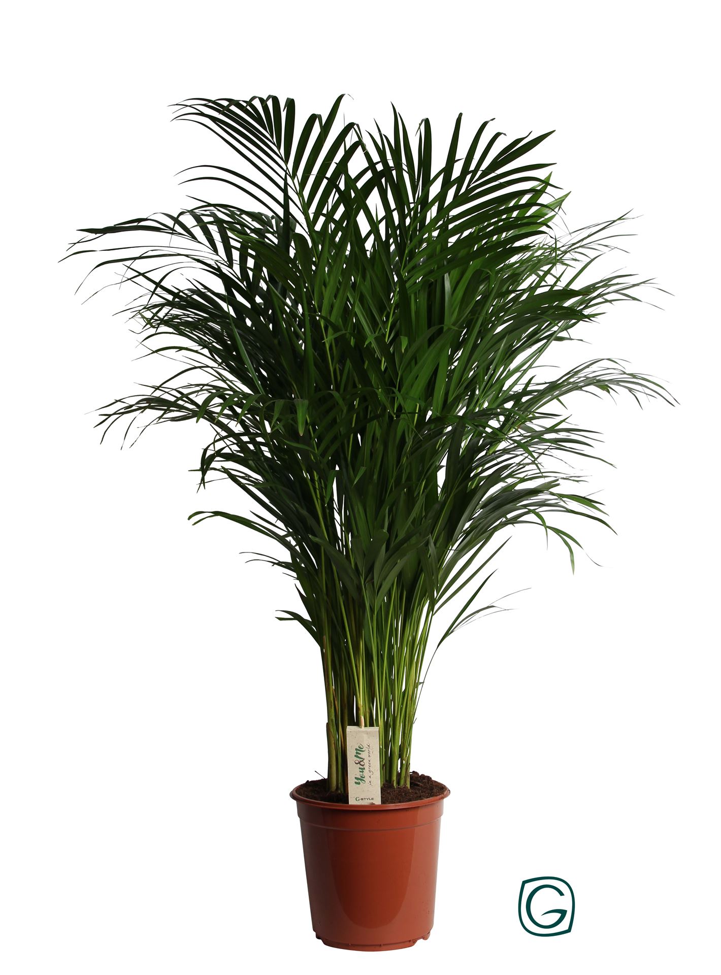 Dypsis Lutescens 24Ø 120cm