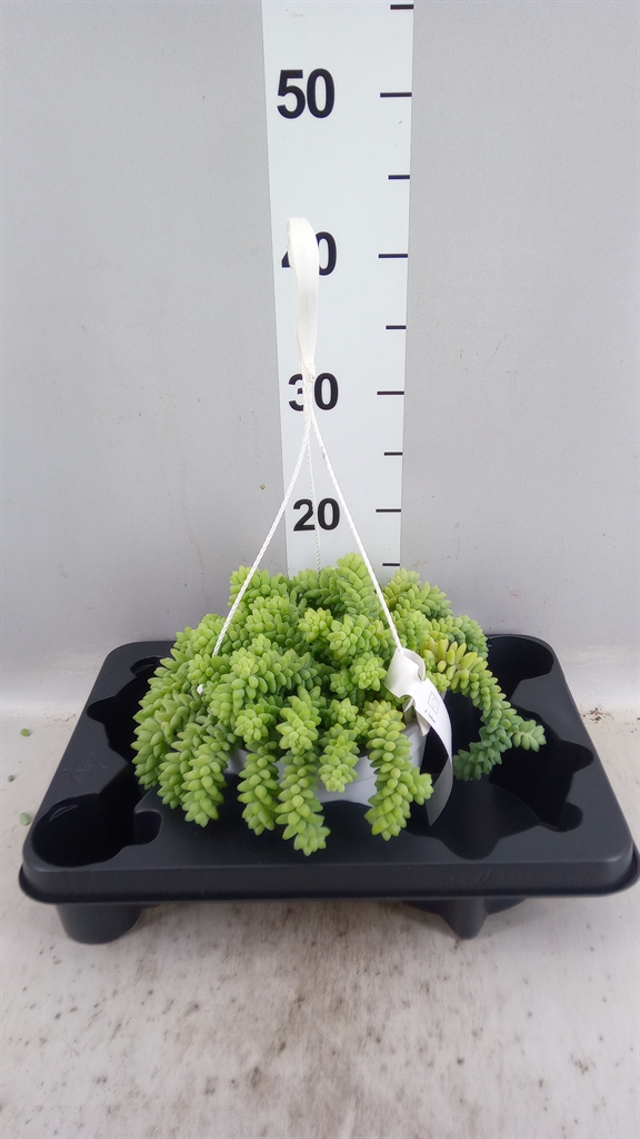 Sed Burrows Tail 19Ø 20cm