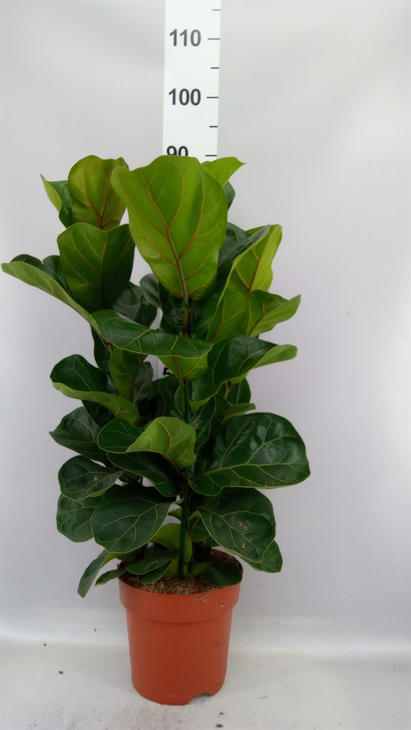 Ficus Lyrata Bambino 21Ø 65cm