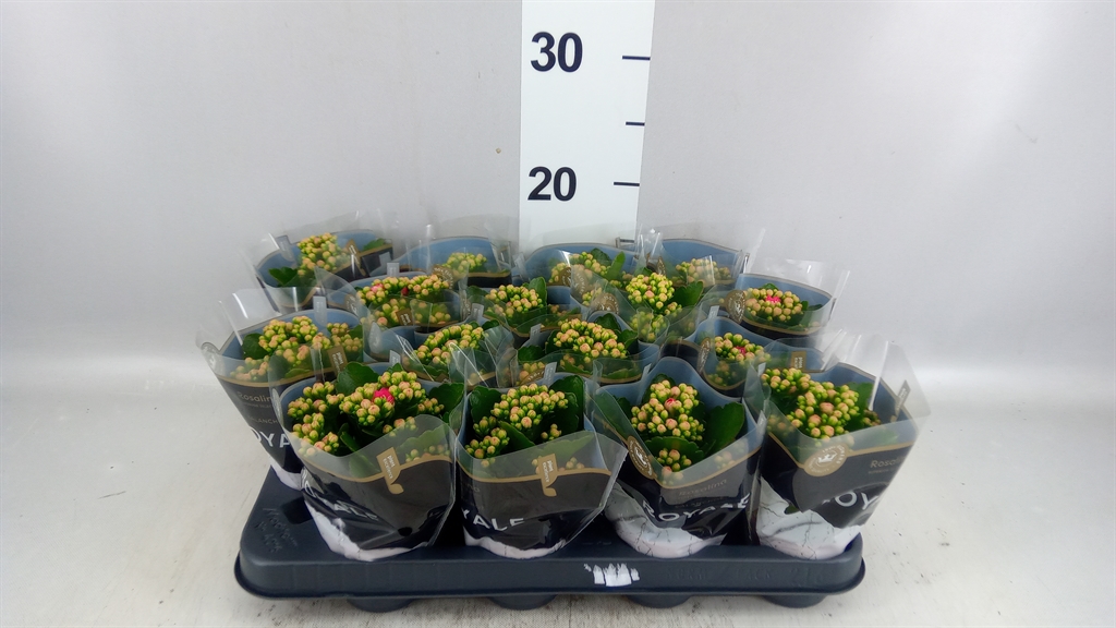 Kalan B Ge R D Nando 7Ø 15cm