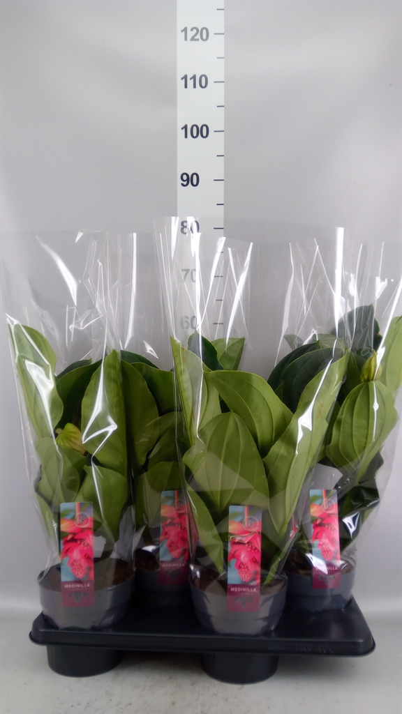 Medinilla Flamenco 17Ø 55cm 4bl