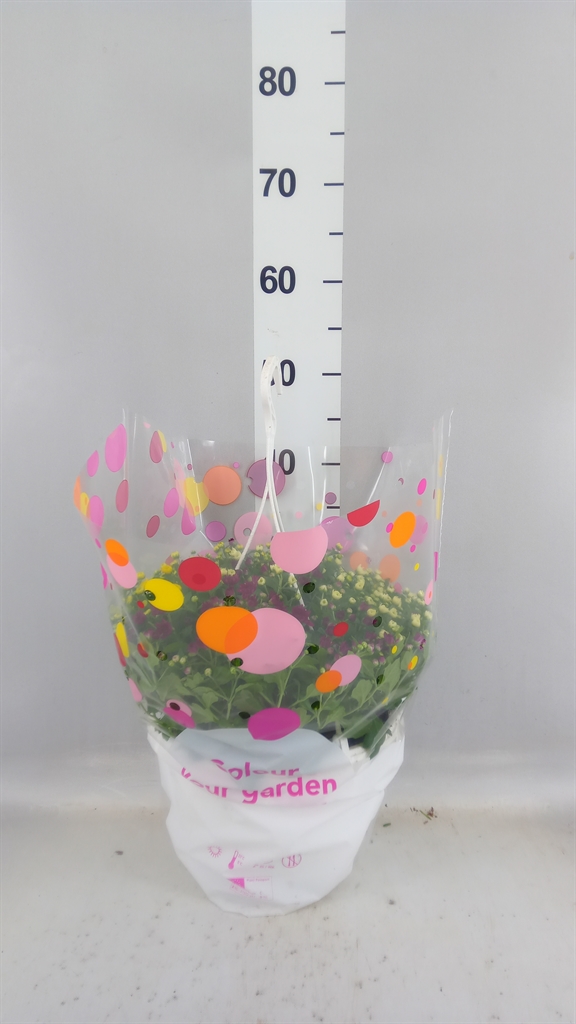Chrysanthemum Skyfall Mix 25Ø 35cm