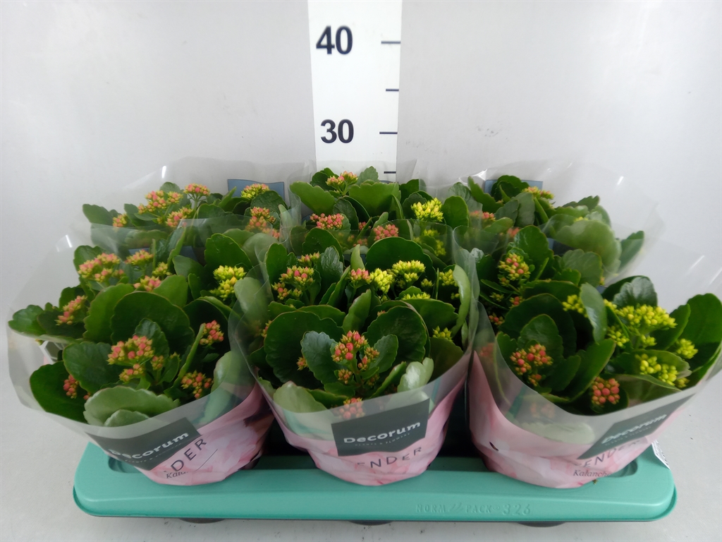 Kalanchoe Double Mix 15Ø 26cm