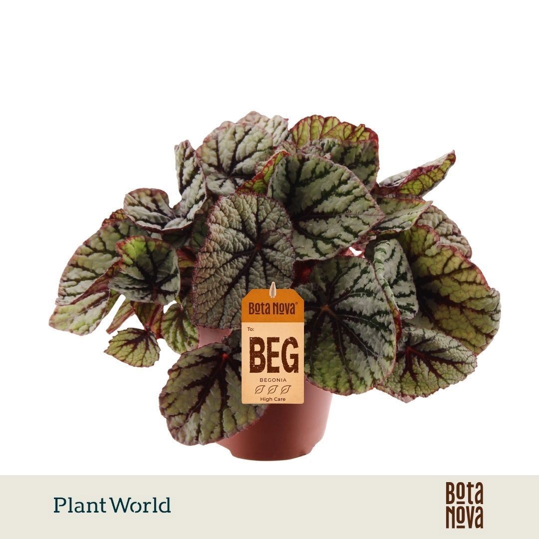 Begonia Leaf Magic Colours Fedor 12Ø 25cm