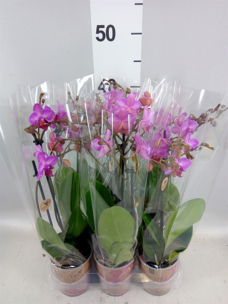 Phalaenopsis Multiflora Stuttgart 9Ø 40cm 2st