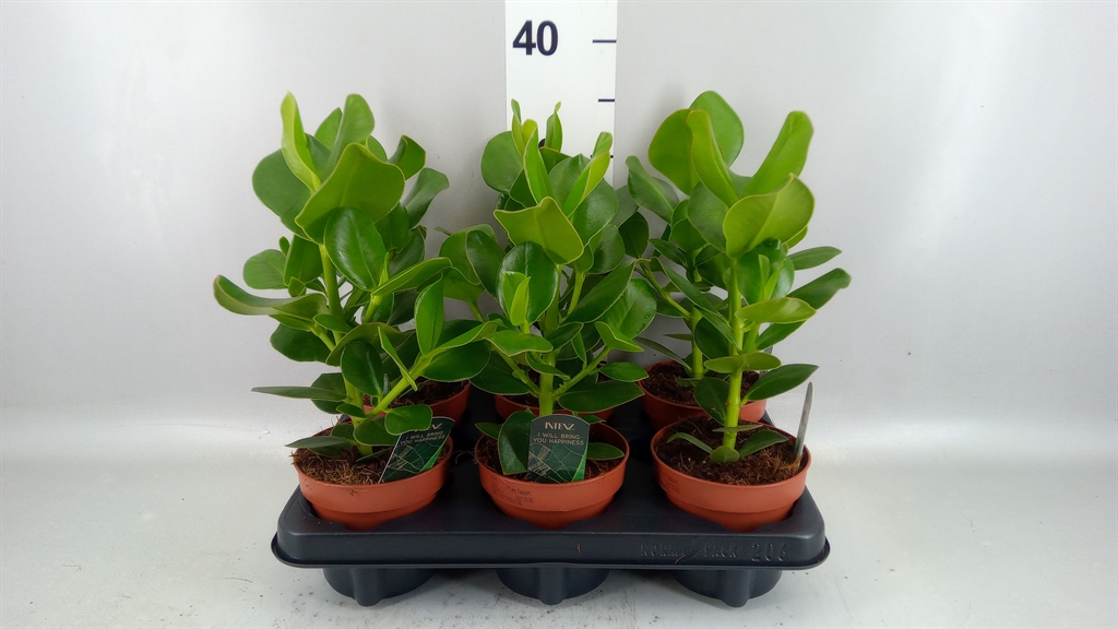 Clusia Princess 12Ø 30cm