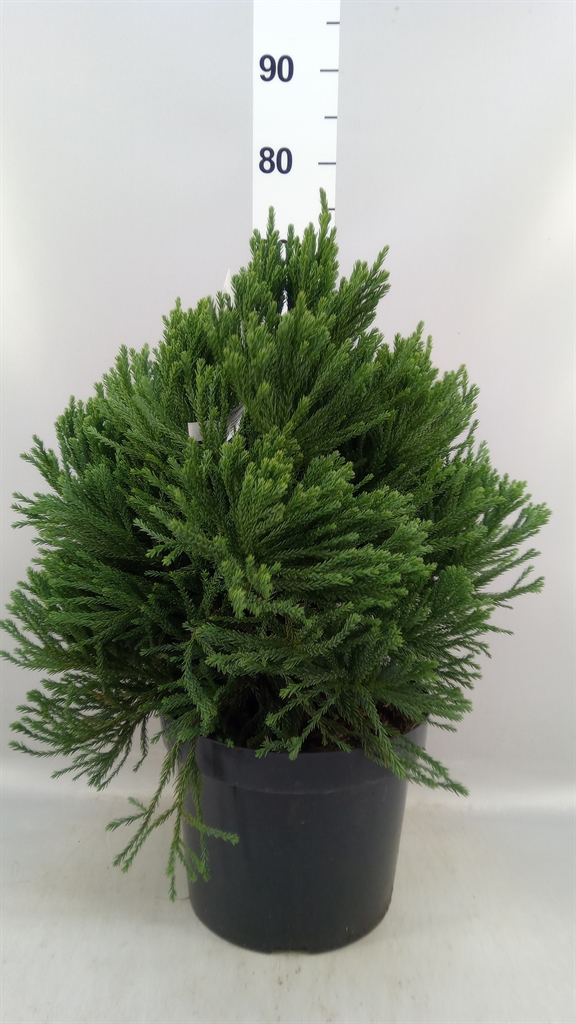 Cryptomeria Japonica 28Ø 40cm