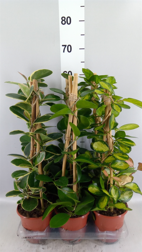 Hoya Gem 15Ø