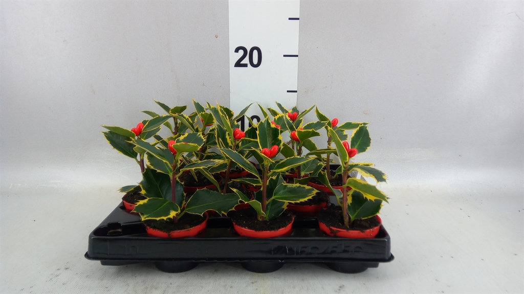 Ilex Aquifolium 20cm