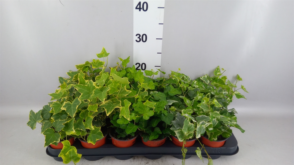 Hedera Helix Mix 3 Pieces 9Ø 15cm