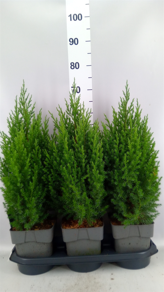 Juniperus Stricta 19Ø 70cm