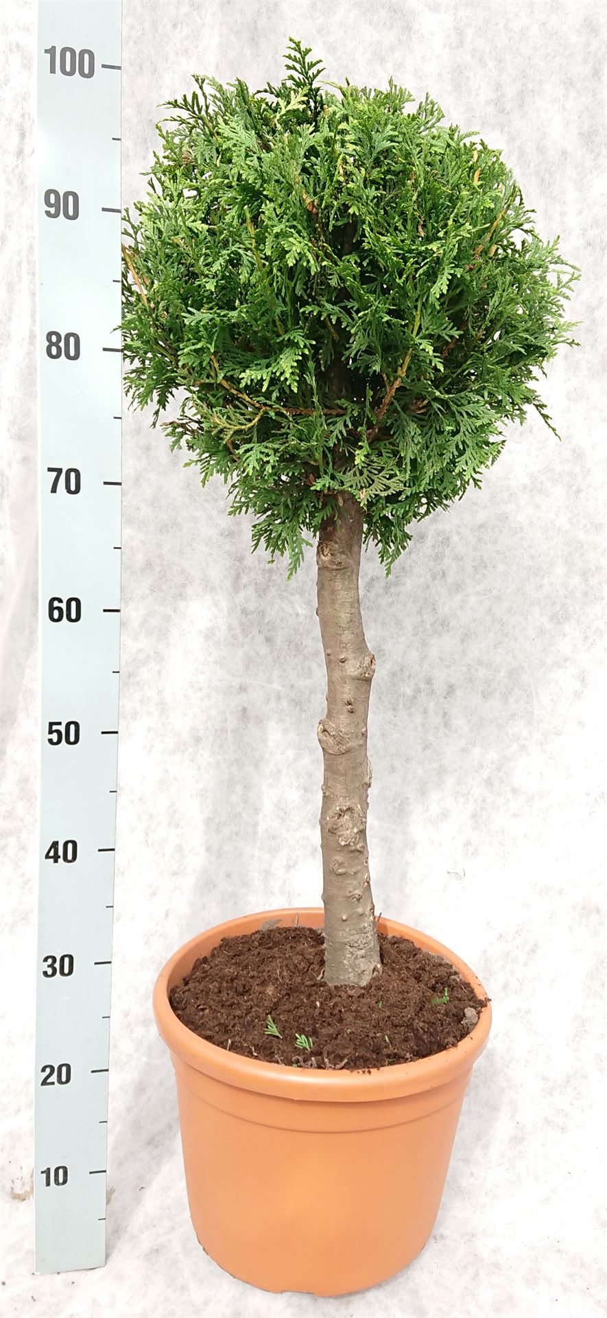 Thuja O Brabant 26Ø 100cm