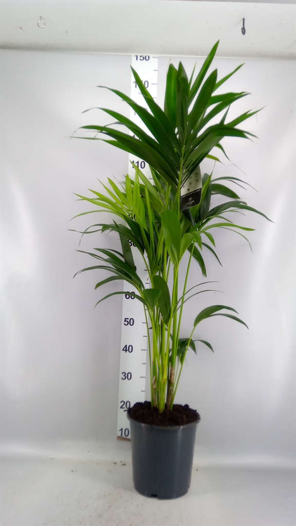Howea Forsteriana 24Ø 120cm