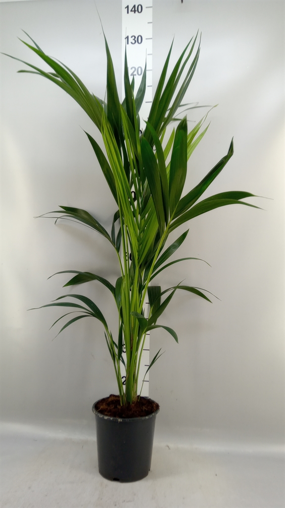 Howea Forsteriana 19Ø 100cm