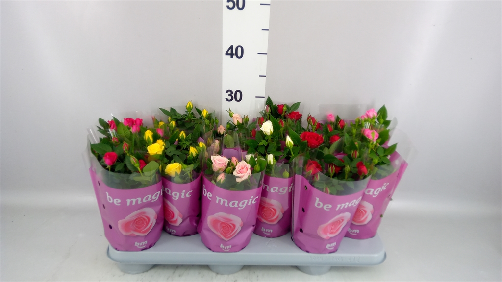 Rosa Beau Monde Mix 10Ø 25cm