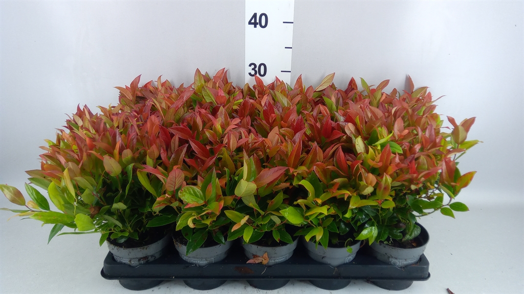 Leucothoe Zeblid 11Ø 25cm