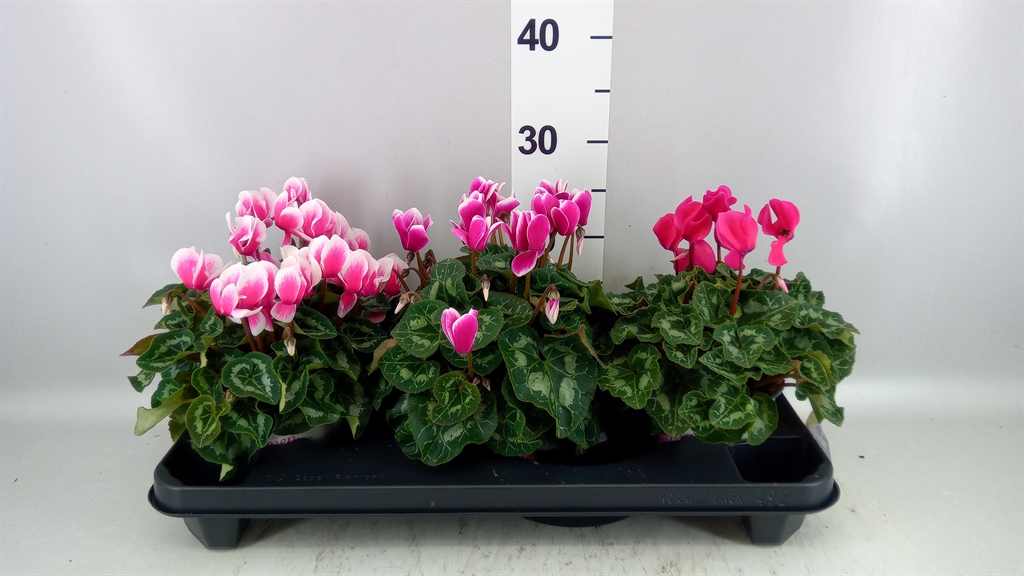 Cyclamen Super Serie Xl 13Ø 30cm