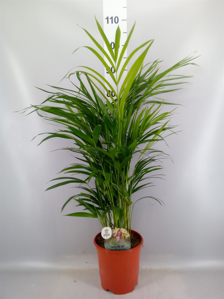 Dypsis Lutescens 21Ø 85cm