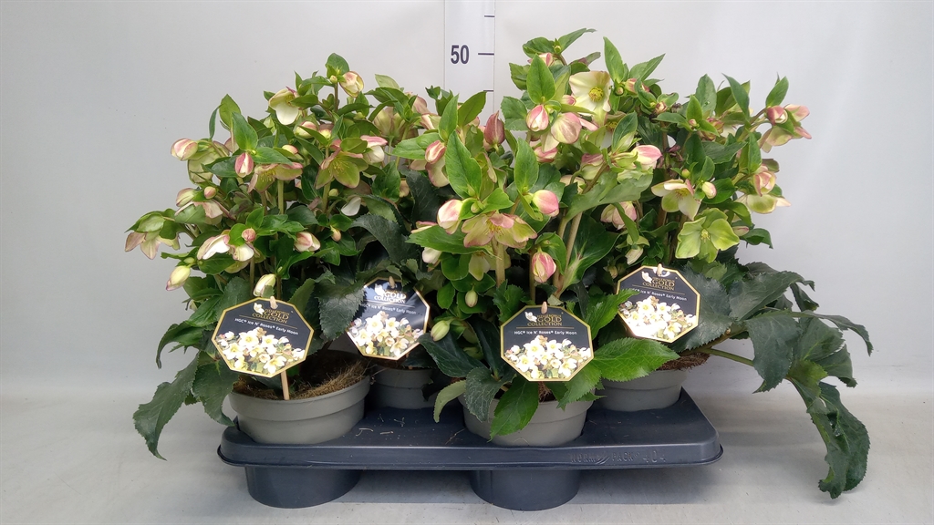 Hell Hgc Inr Earl Sp 17Ø 35cm