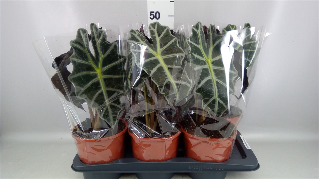 Alocasia Polly 17Ø 45cm