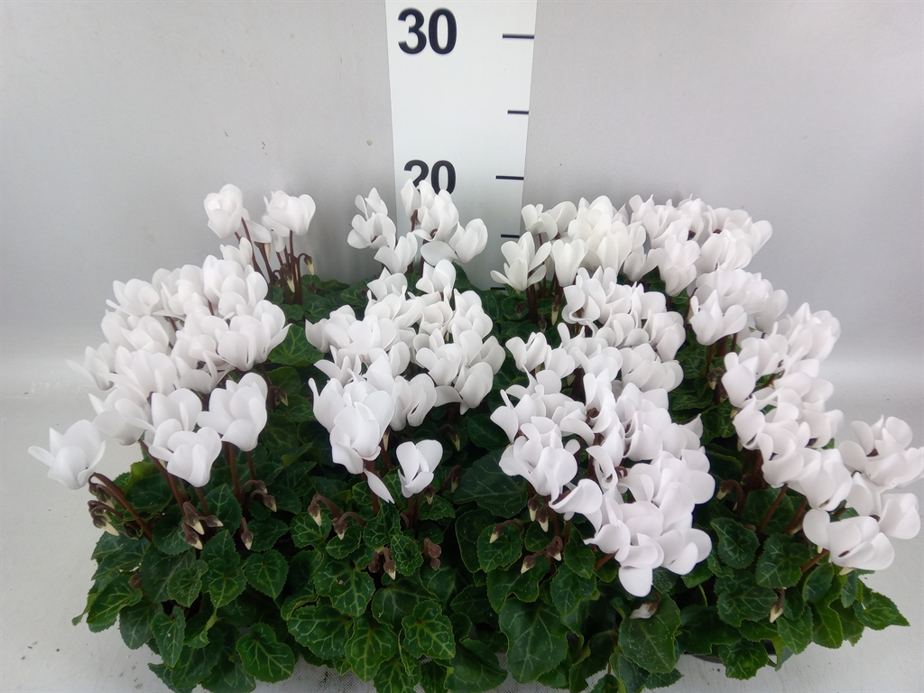 Cyclamen Super Serie Verano 7Ø 18cm
