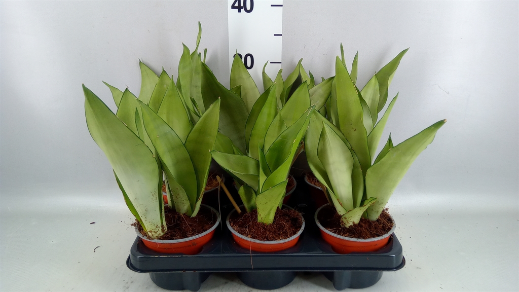 Sansev Moonshine 12Ø 35cm