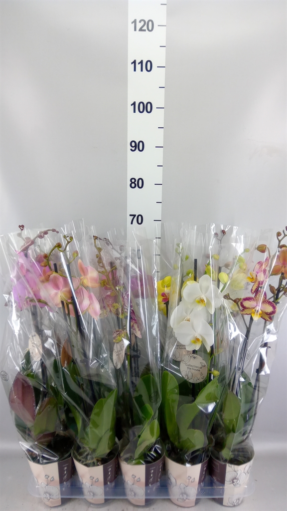Phalaenopsis Mix 12Ø 60cm 2st
