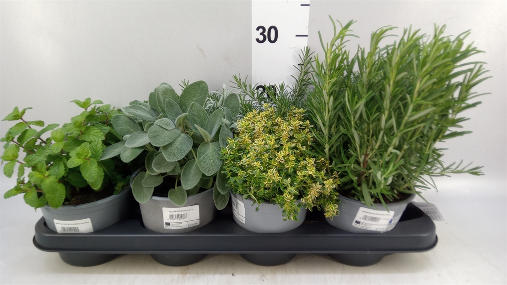 Herbs Assorted 14Ø 20cm