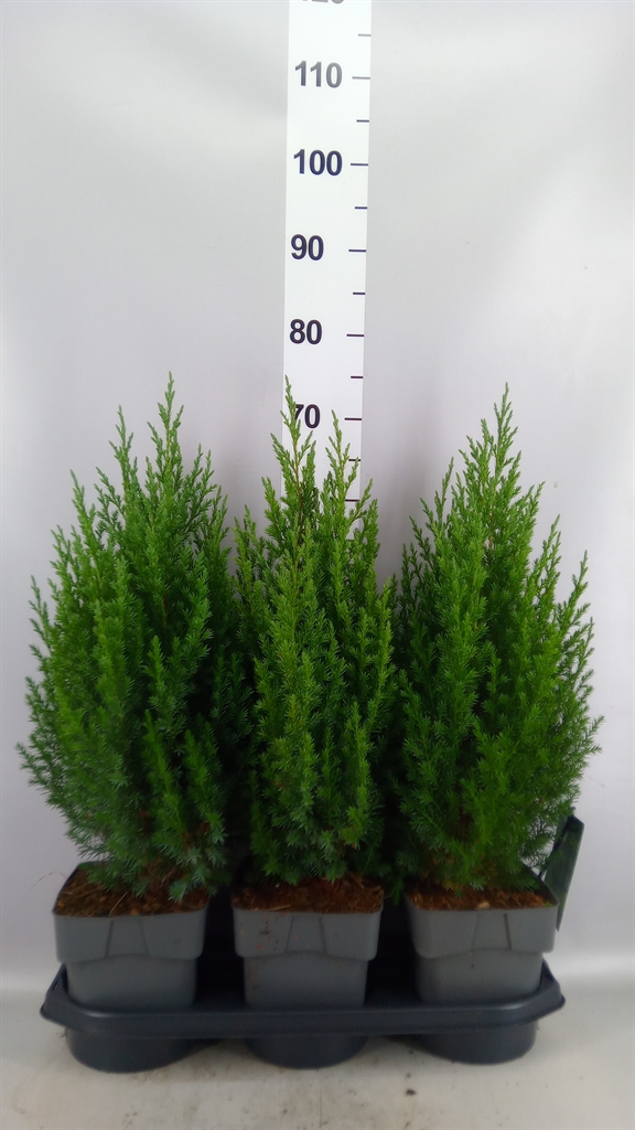 Jun Chin Stricta 19Ø 70cm