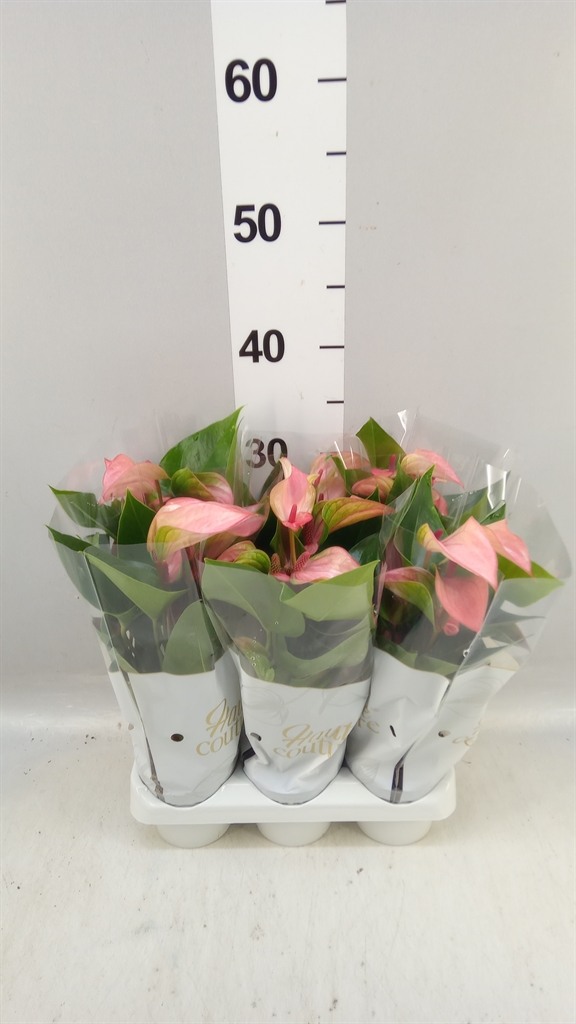 Anthu Matata 9Ø 29cm