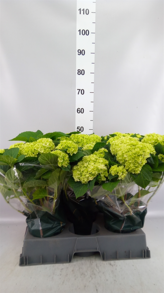 Hydr M Hi Hailstone 14Ø 40cm