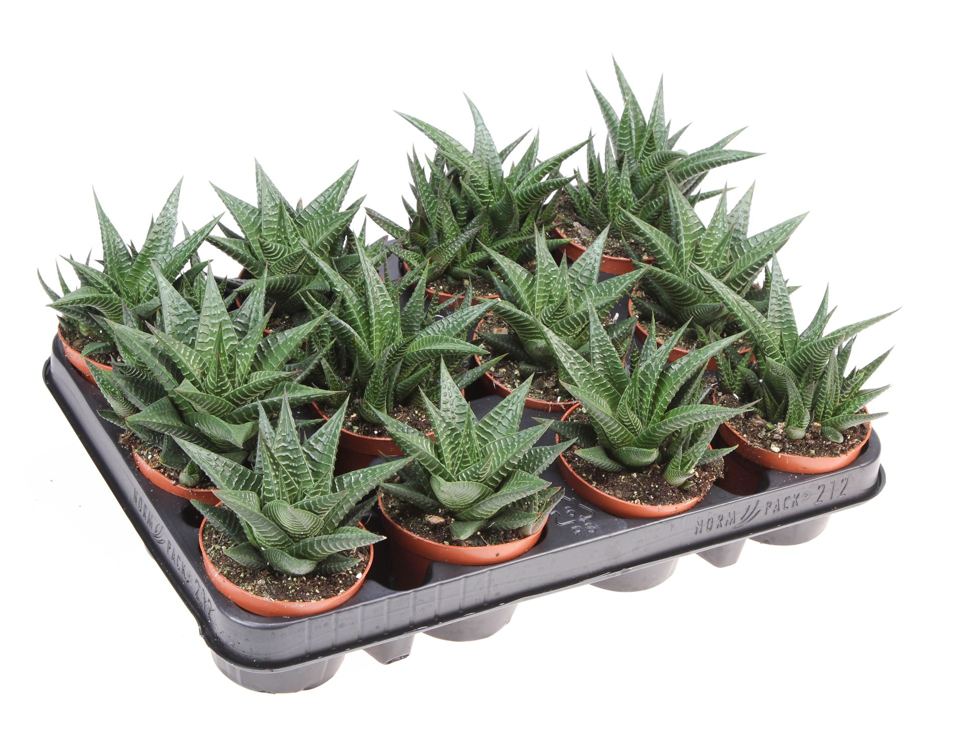 Haworthia Limifolia 8Ø 12cm