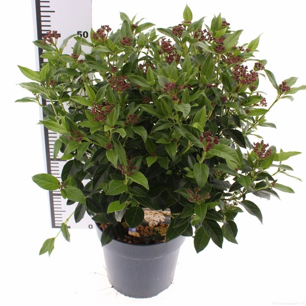 Viburnum Tinus 30cm