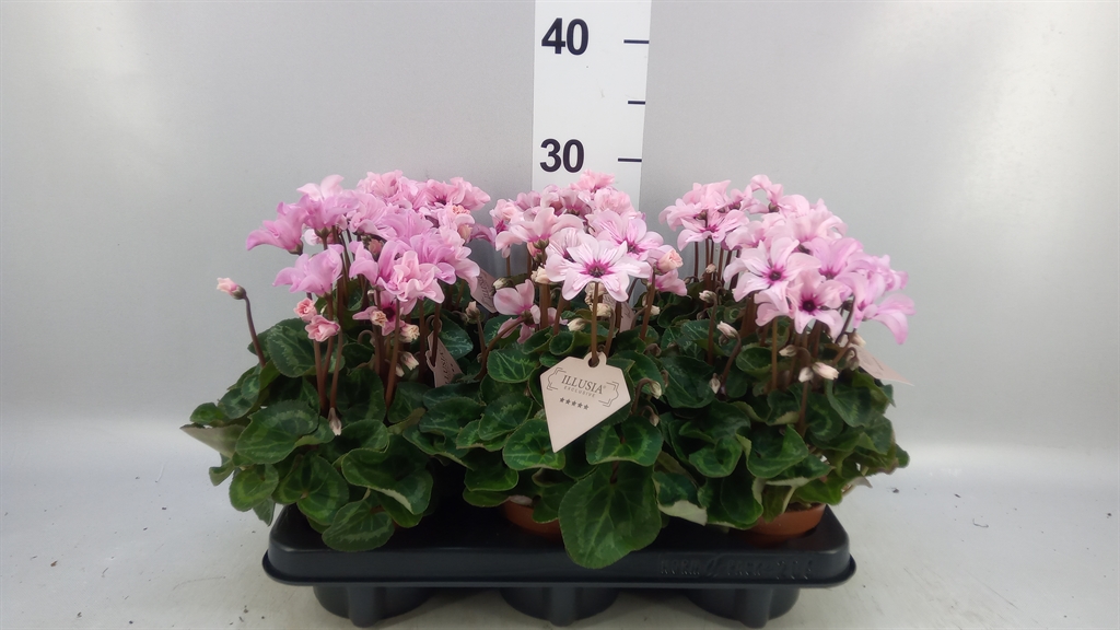 Cyclamen Persicum Illusia 10Ø 25cm