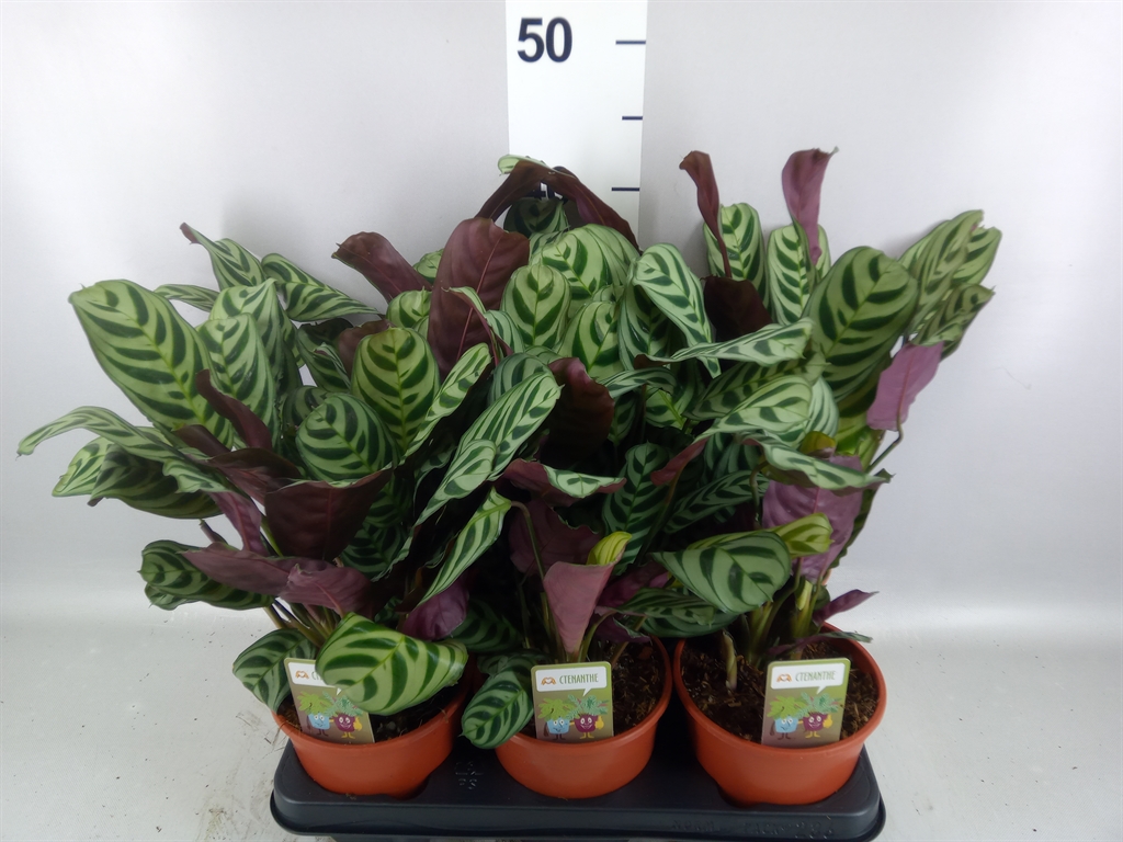 Ctenanthe Burle-Marx 14Ø 35cm