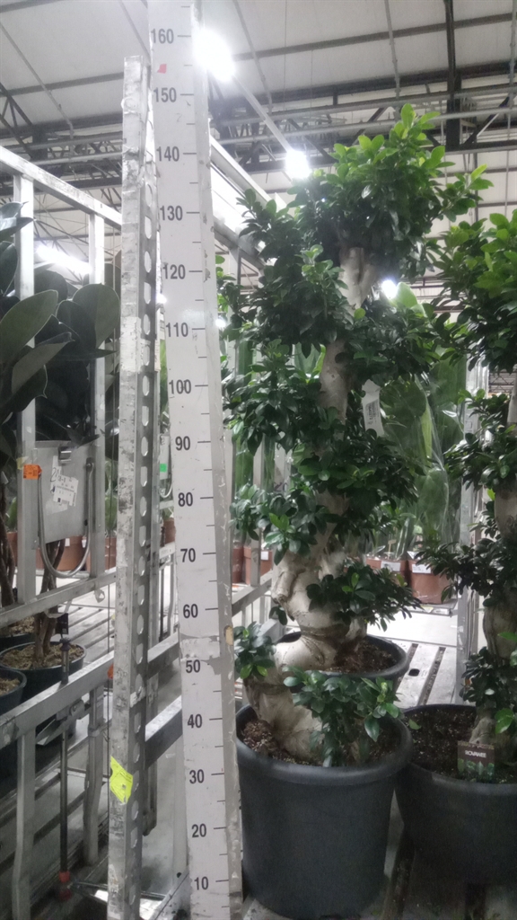 Ficus Microcarpa Ginseng 40Ø 160cm