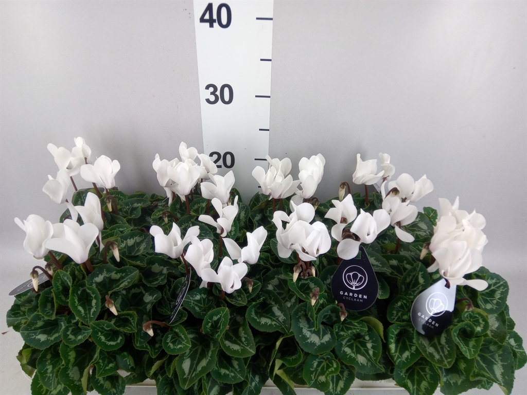 Cyclamen Midi Garden 10Ø 20cm