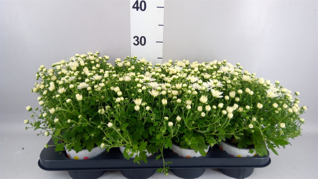 Chrysanth Fair White 12Ø 22cm