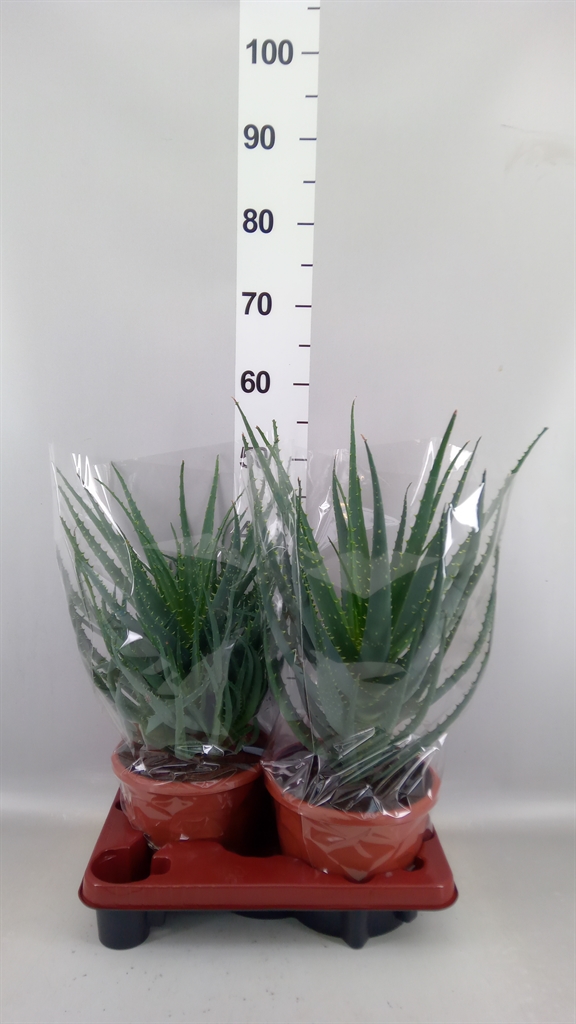 Aloe Arborescens 20Ø 45cm